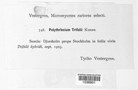 Polythrincium trifolii image